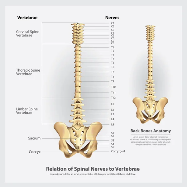 Segmentos y raíces de nervios y vértebras espinales Ilustración vectorial — Vector de stock