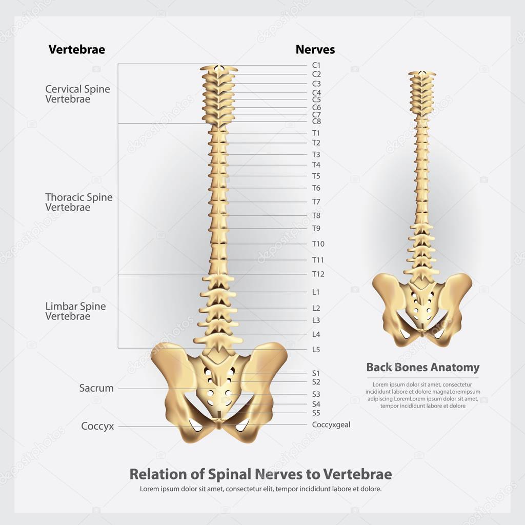 Spinal Nerves and Vertebrae Segments and Roots Vector Illustration