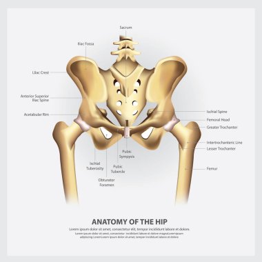 Kalça Vektörü İllüstrasyonunun İnsan Anatomisi