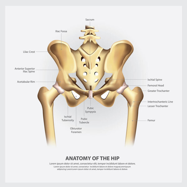 Human Anatomy of the Hip Vector Illustration