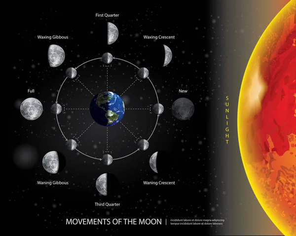 Movimentos Lua Fases Lunares Ilustração Realista Vetor — Vetor de Stock