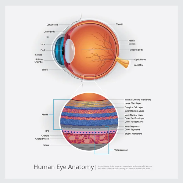 Nsan Gözü Anatomi Vektörü Llüstrasyonu — Stok Vektör
