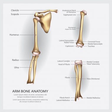 Arm Bone Anatomy with Detail Vector Illustration clipart