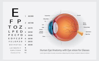 İnsan gözünün anatomisi ile göz görme gözlük vektör çizim için