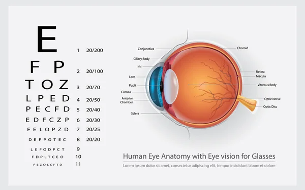 Human Eye Anatomy Eye Vision Glasses Vector Illustration — Stock Vector