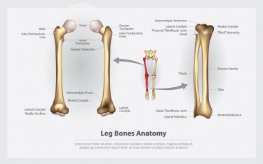 İnsan anatomisi bacak kemikleri ayrıntı vektör çizim ile