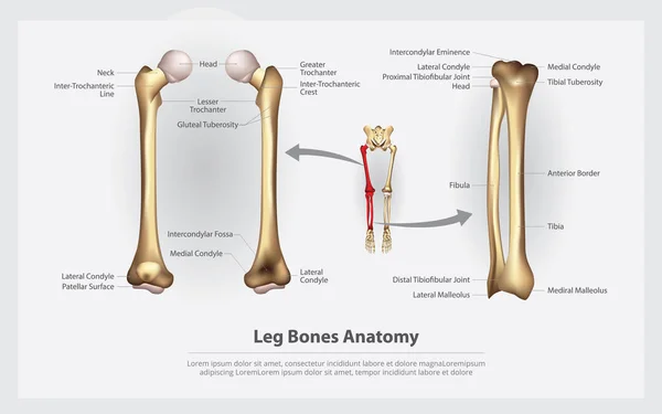 Huesos Pierna Anatomía Humana Con Ilustración Vectorial Detallada — Vector de stock