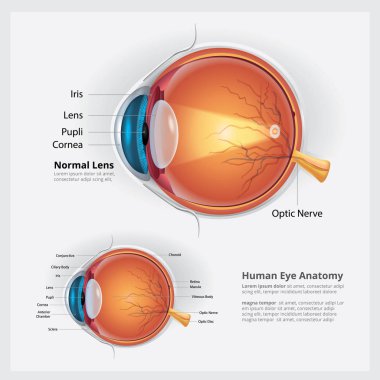İnsan gözünün anatomisi ve Normal Lens vektör çizim
