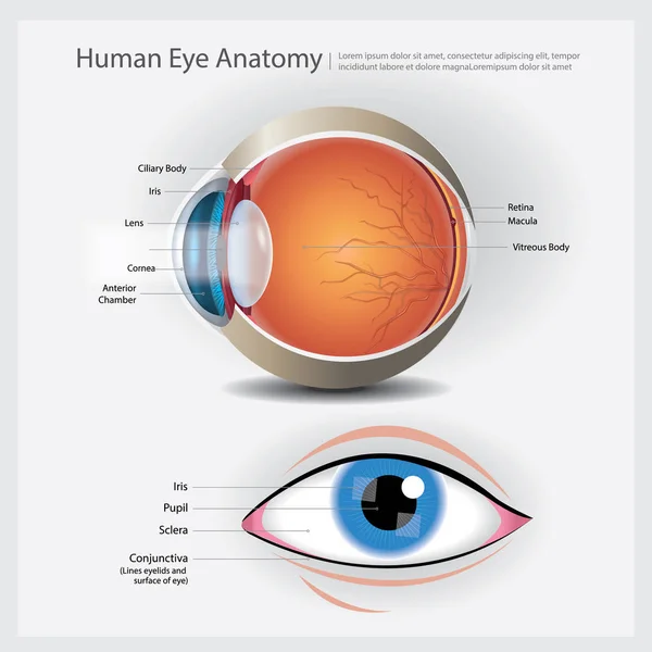 Ilustração Vetor Anatomia Olho Humano —  Vetores de Stock