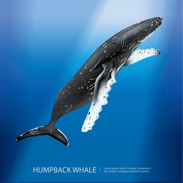 Humpback Whale Sea Vector Illustration — Stock Vector