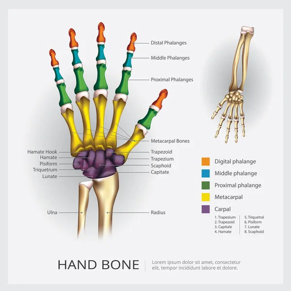 Χέρι Εικονογράφηση Διάνυσμα Των Οστών — Διανυσματικό Αρχείο