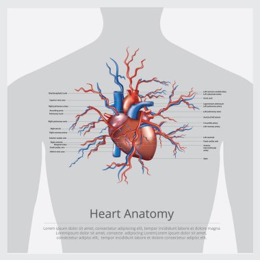 Kalp Anatomisi Vektör İllüstrasyonu