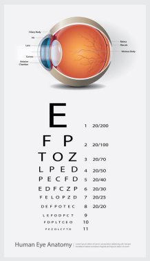 Human Eye Anatomy Vector Illustration clipart