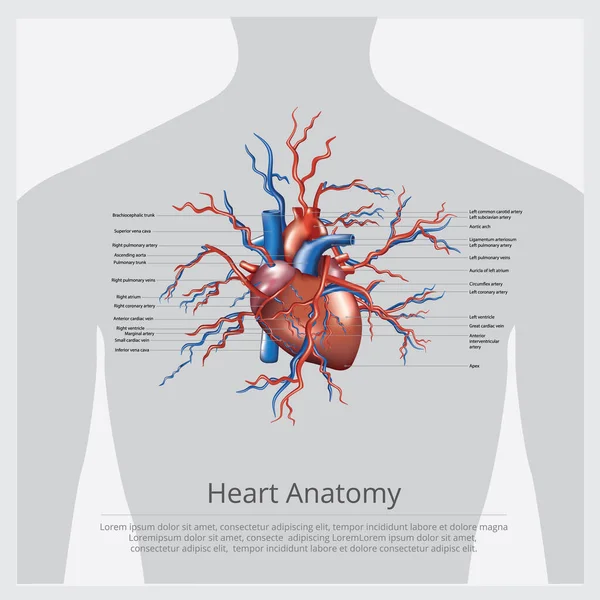 Kalp Anatomisi Vektör Llüstrasyonu — Stok Vektör