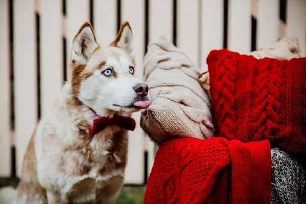 Hermoso perro husky —  Fotos de Stock