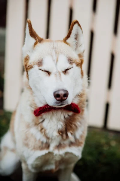 Vackra husky hunden — Stockfoto