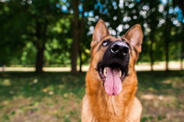 Alman çoban köpeği.