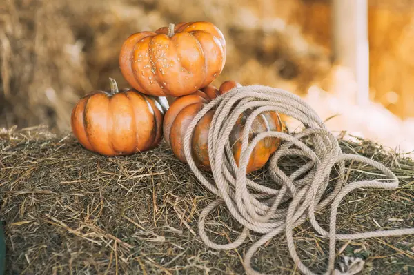 Calabazas de naranja sobre paja — Foto de Stock