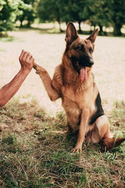 German shepherd giving paw — Stock Photo, Image