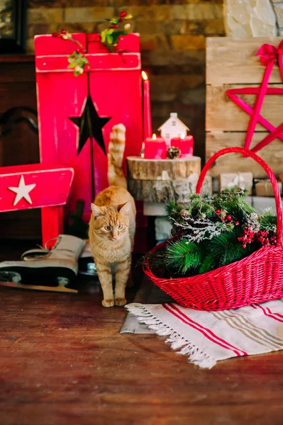 Kat in de buurt van presenteert — Stockfoto