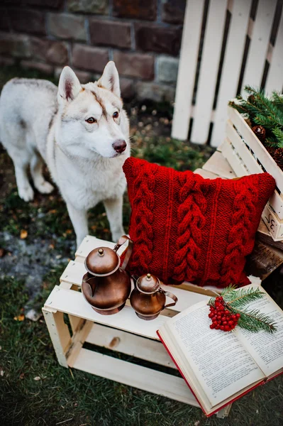 Schöner Husky-Hund — Stockfoto