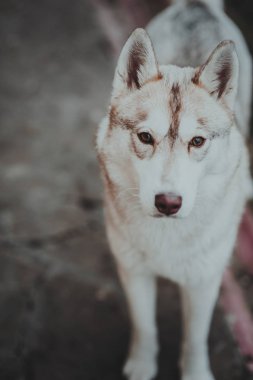 güzel husky köpek