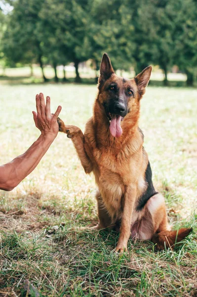 Uomo atletico e cane — Foto Stock