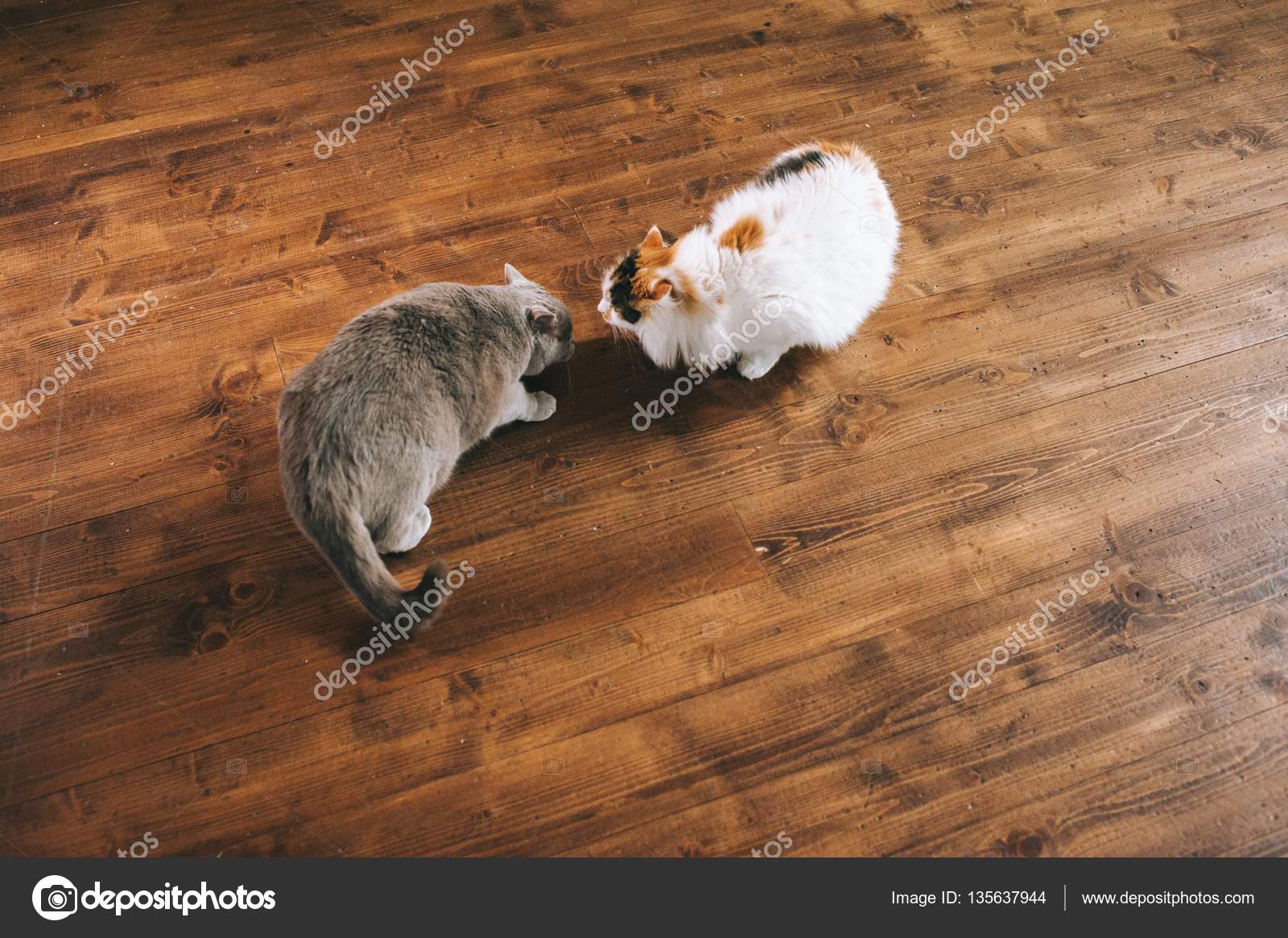 Cats playing together Stock Photo by ©Photo_life 135637944