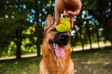 Alman çoban köpeği.