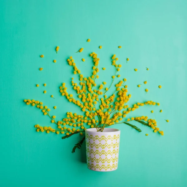 Flores amarelas mimosa — Fotografia de Stock