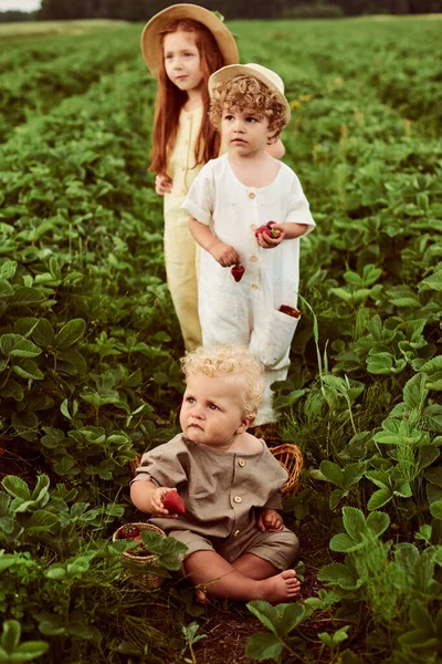 Three Young Caucasian Children Dressed Linen Harvest Strawberries Field Have — Stock Photo, Image