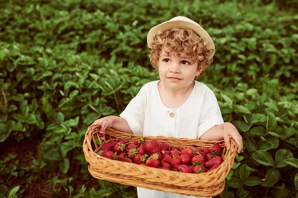 Lindo Niño Caucásico Hermoso Con Una Cesta Fresas Reúne Una —  Fotos de Stock