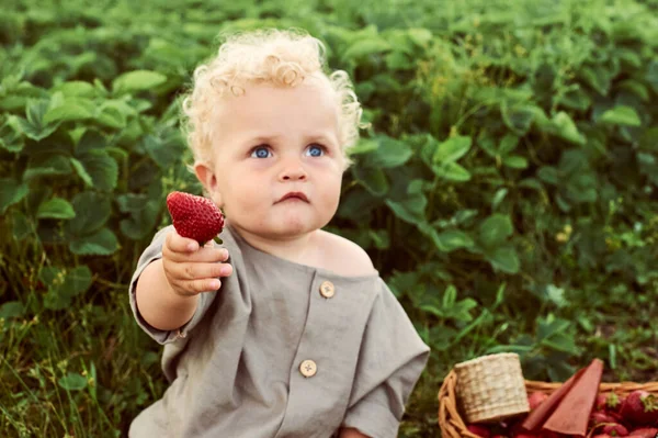 Ένα Χαριτωμένο Όμορφο Καυκάσιο Σγουρό Παιδί Ένα Καλάθι Φράουλες Συγκεντρώνει — Φωτογραφία Αρχείου