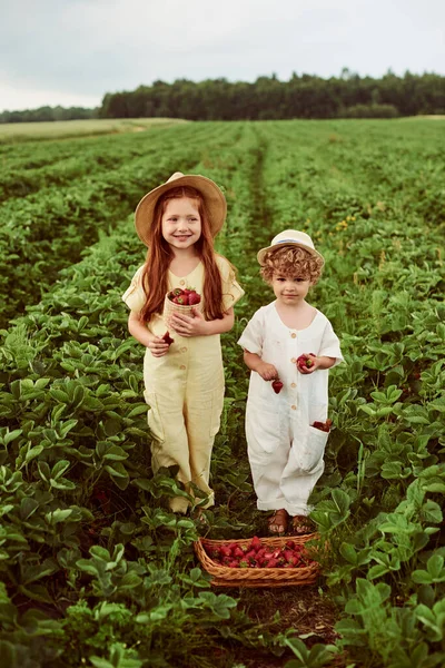 아마포 들판에서 딸기를 수확하며 즐거운 시간을 보내고 귀여운 코카서스의 — 스톡 사진