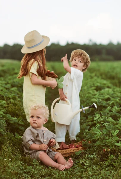 Tres Niños Caucásicos Jóvenes Vestidos Con Fresas Cosecha Lino Campo — Foto de Stock