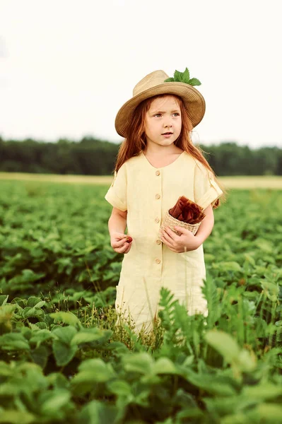 Malá Krásná Běloška Dívka Zeleném Poli Sklizně Jíst Jahody Baví — Stock fotografie
