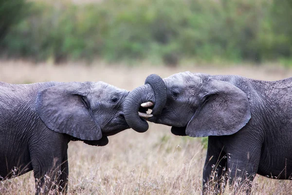 Doi elefanți africani se salută reciproc cu trunchiuri și guri care ating . — Fotografie, imagine de stoc
