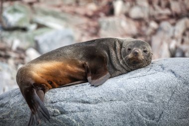 Sevimli deniz aslanı rahatlatıcı bir kayaya Antarktika