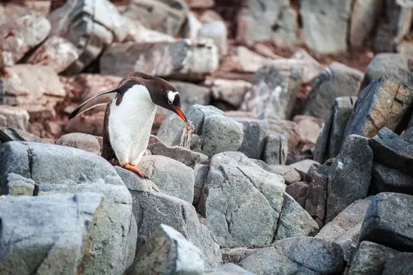 Gentoo пінгвін стоячи на скелі в Антарктиді — стокове фото