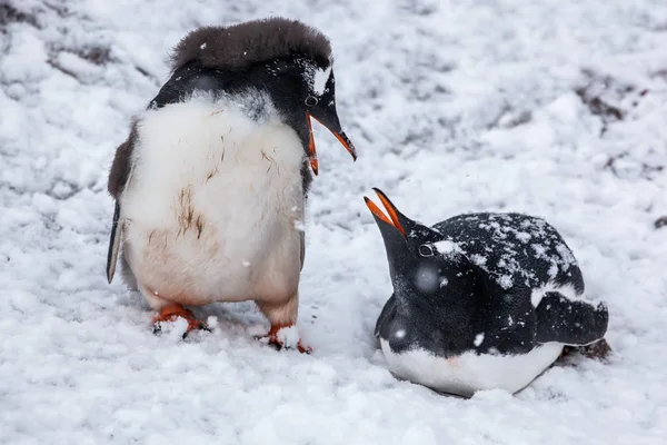 Paar Penguins praten op de achtergrond de besneeuwde vlakten van Antarctica. — Stockfoto