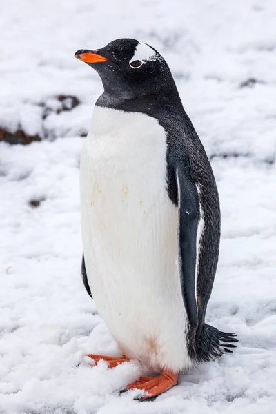 Güzel gentoo pengueni Antarktika'daki karda — Stok fotoğraf
