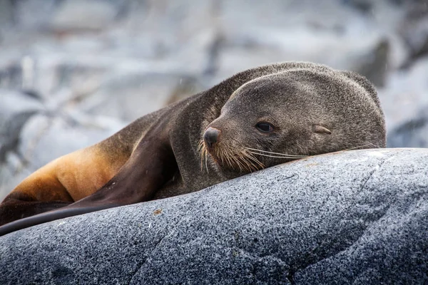 Lindo lobo marino relajándose en una roca en la Antártida —  Fotos de Stock