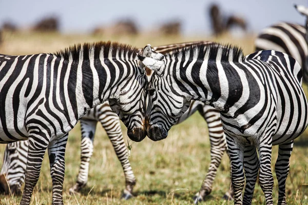 Две зебры создают идеальную симметрию, гармонию, стоя лицом к лицу. — стоковое фото