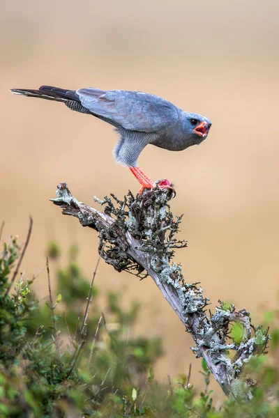 Jižní bledě Melierax zpívání Goshawk canorus, Jihoafrická republika — Stock fotografie