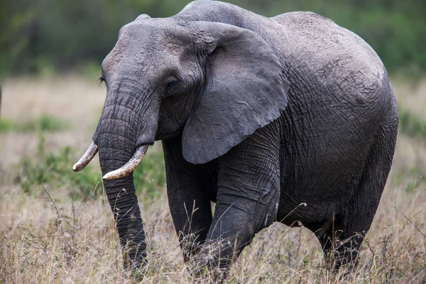 Портрет слона быка, идущего к камере, Африка . — стоковое фото