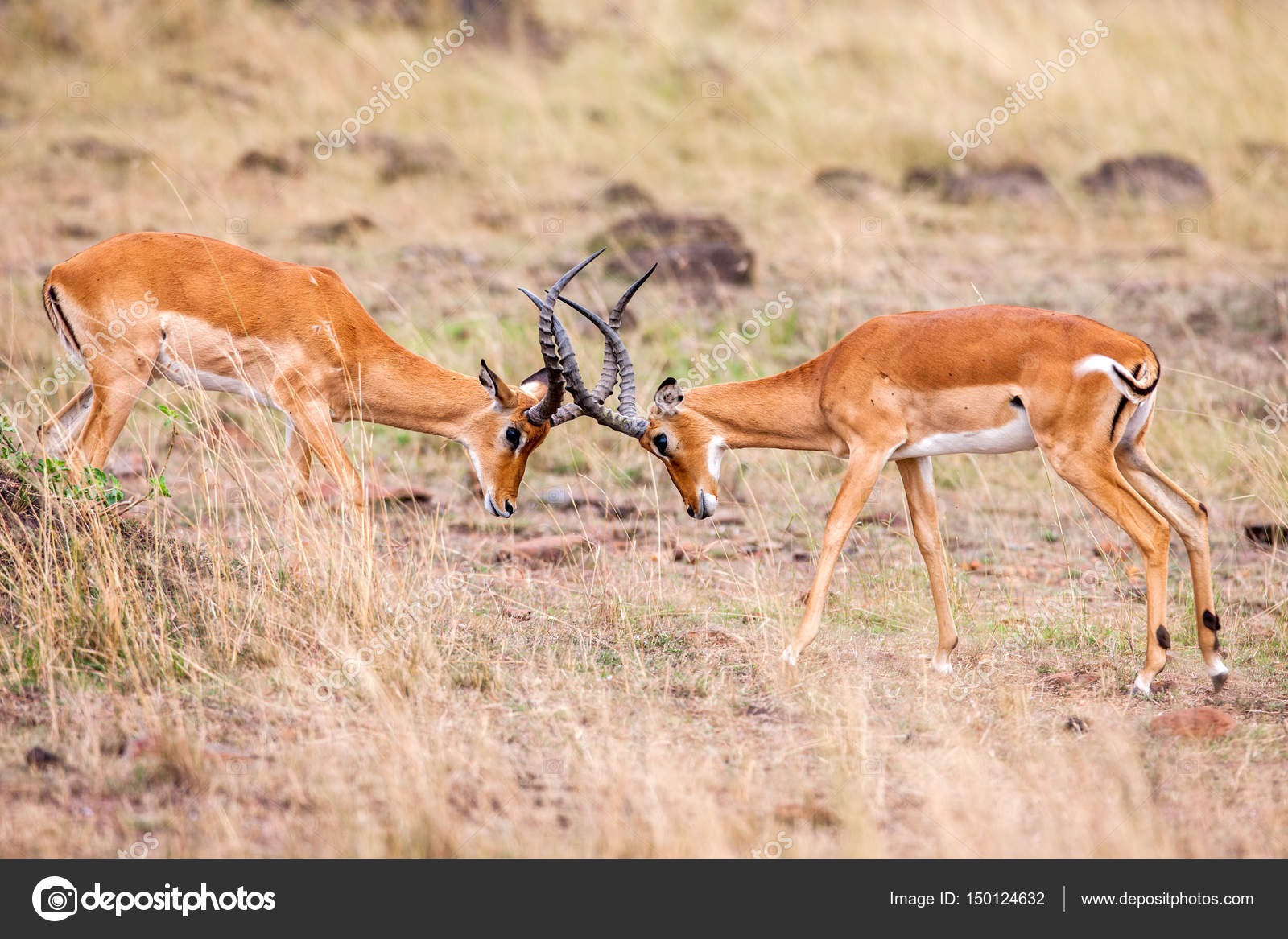 Two Male Impala Fight In For The Herd With Best Territory Stock Photo C Sichkarenko Com 150124632