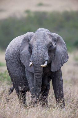 Kameranın Afrika doğru yürüyen bir fil boğa portresi.