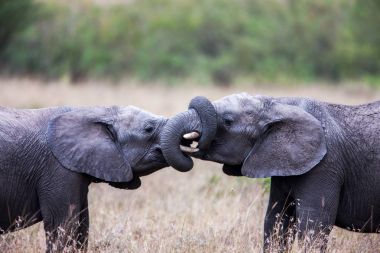 Two African elephants greeting each other with trunks and mouths touching. clipart