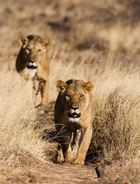 İki lionesses Ulusal Park. Kenya.