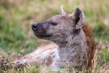 İlk ışıkta Crocuta crocuta benekli sırtlan portre ,